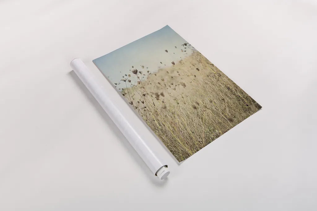 Falling Queen Annes Lace II by Elizabeth Urquhart. shown as a rolled paper print. Available as archival giclee rolled canvas, fine art paper, or poster print. SKU 30338h.