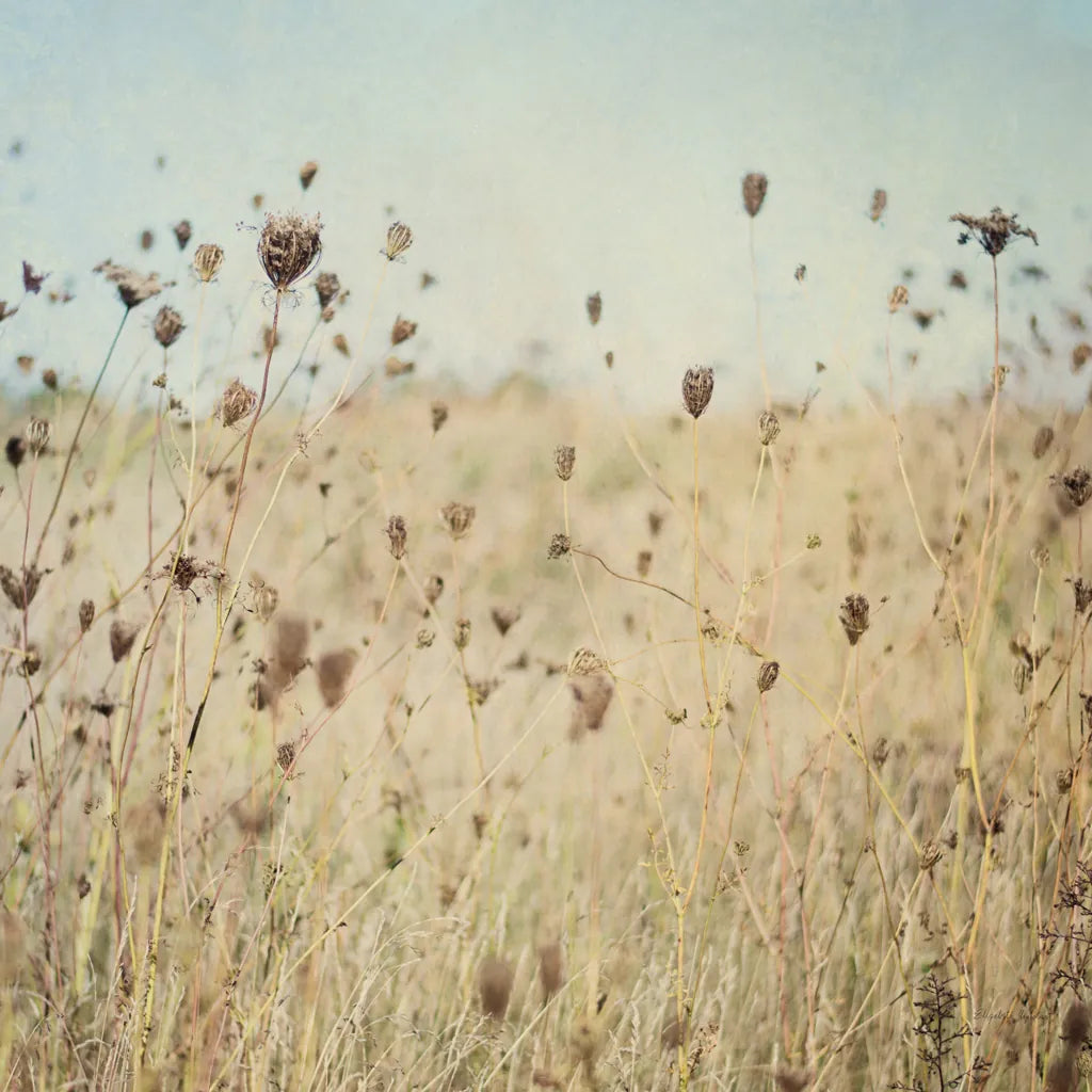 Falling Queen Annes Lace II Crop by Elizabeth Urquhart. SKU 30338a. Archival Giclee Fine art print for wall decor.