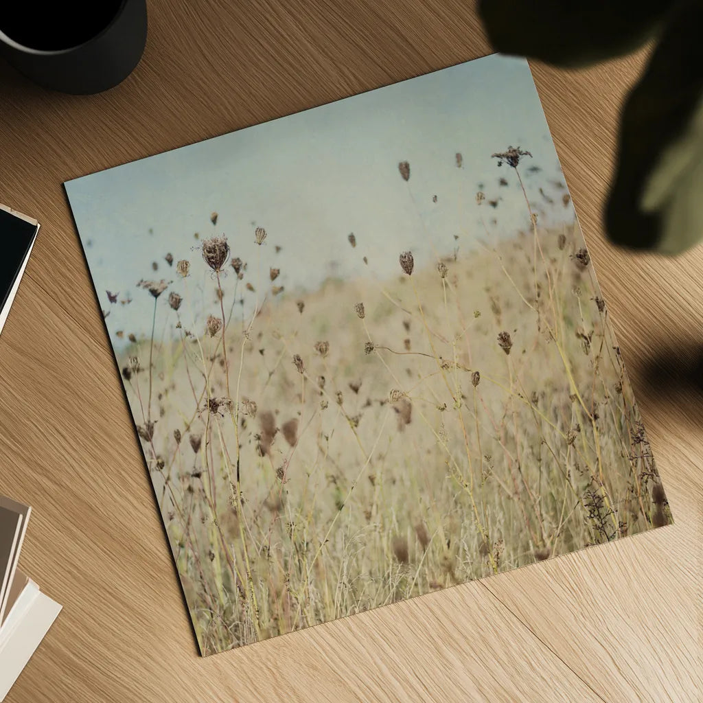 Falling Queen Annes Lace II Crop by Elizabeth Urquhart. Shown as a detailed flat fine art print, highlighting archival giclee quality. Available as an archival giclee rolled canvas, fine art paper, or poster print. SKU 30338a.