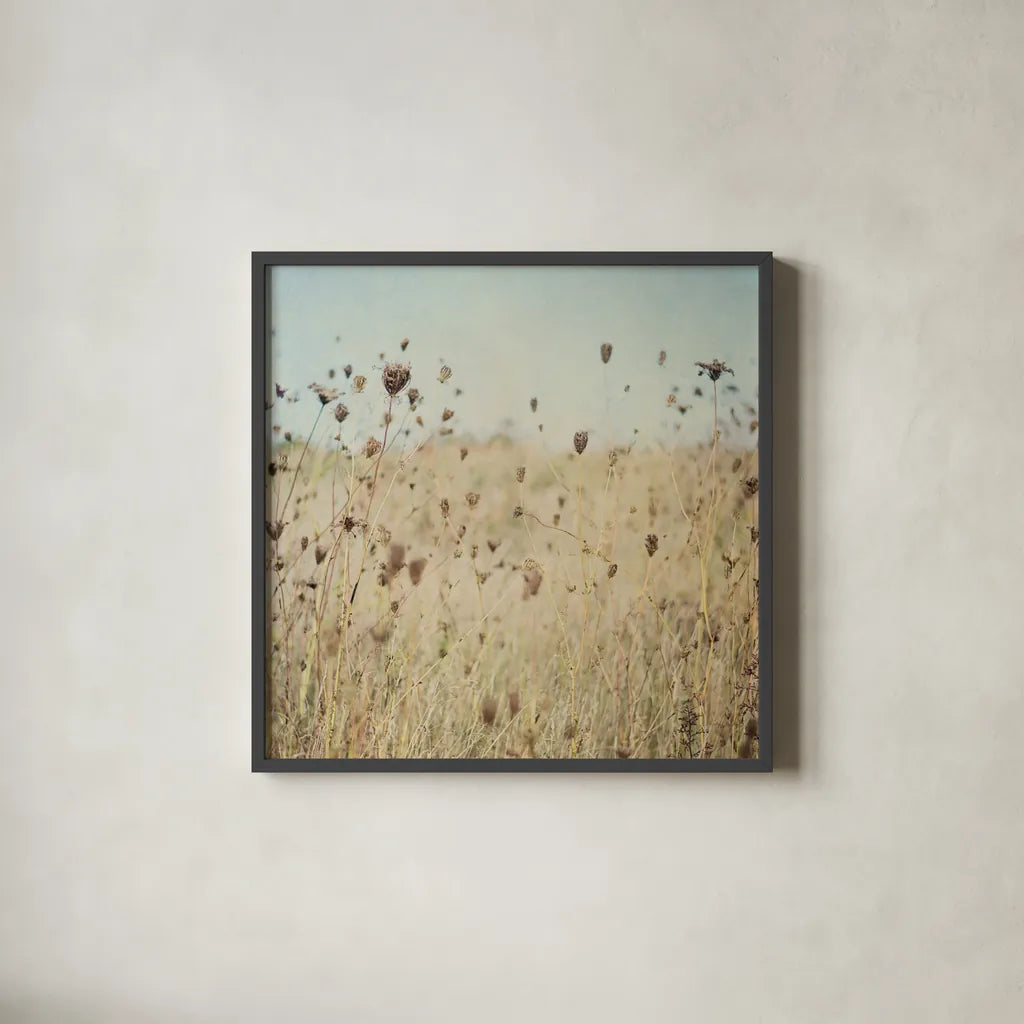 Falling Queen Annes Lace II Crop by Elizabeth Urquhart. Shown in a sleek black glass frame for a contemporary gallery look. Available as an archival giclee rolled canvas, fine art paper, or poster print. SKU 30338a.