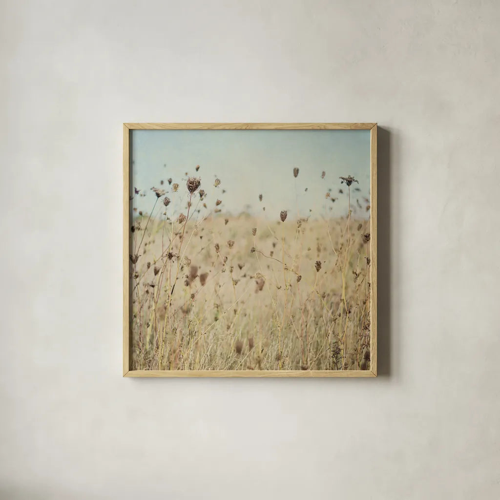 Falling Queen Annes Lace II Crop by Elizabeth Urquhart. Shown in a natural wood glass frame for a timeless modern aesthetic. Available as an archival giclee rolled canvas, fine art paper, or poster print. SKU 30338a.