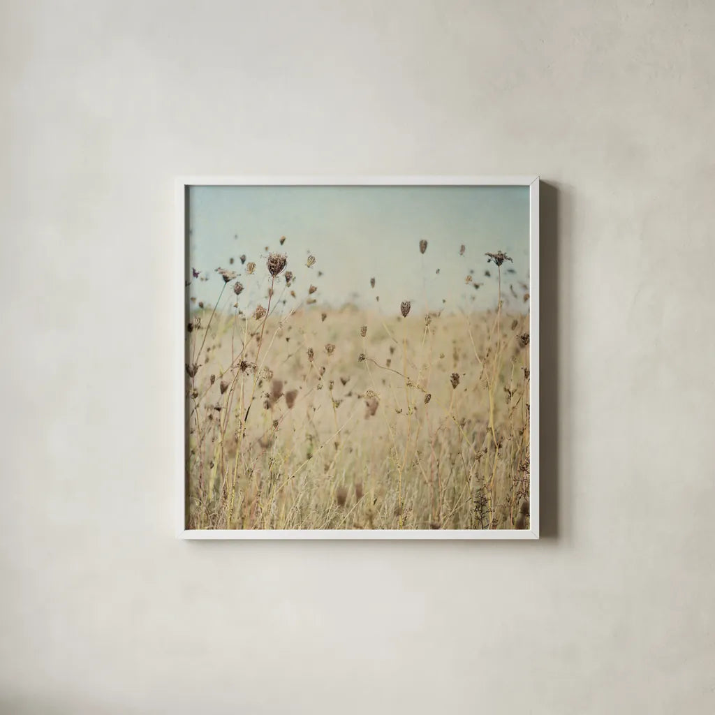 Falling Queen Annes Lace II Crop by Elizabeth Urquhart. Shown in a crisp white glass frame for a clean and minimalist style. Available as an archival giclee rolled canvas, fine art paper, or poster print. SKU 30338a.