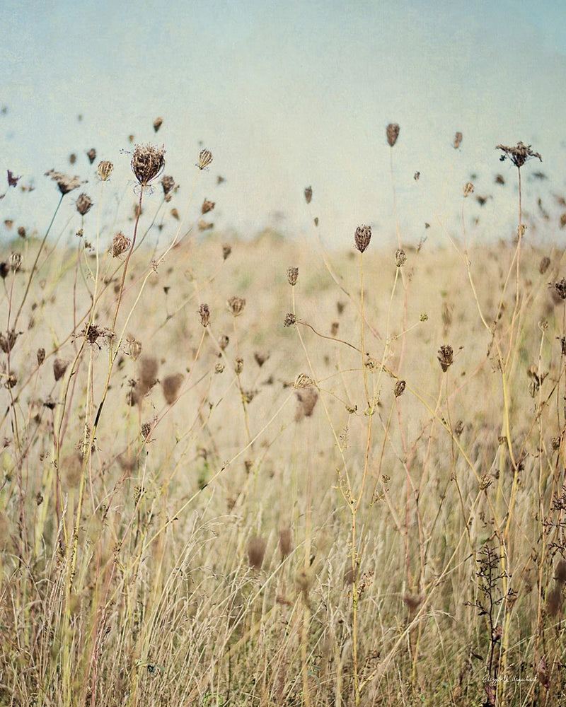 Falling Queen Annes Lace II Crop by Elizabeth Urquhart