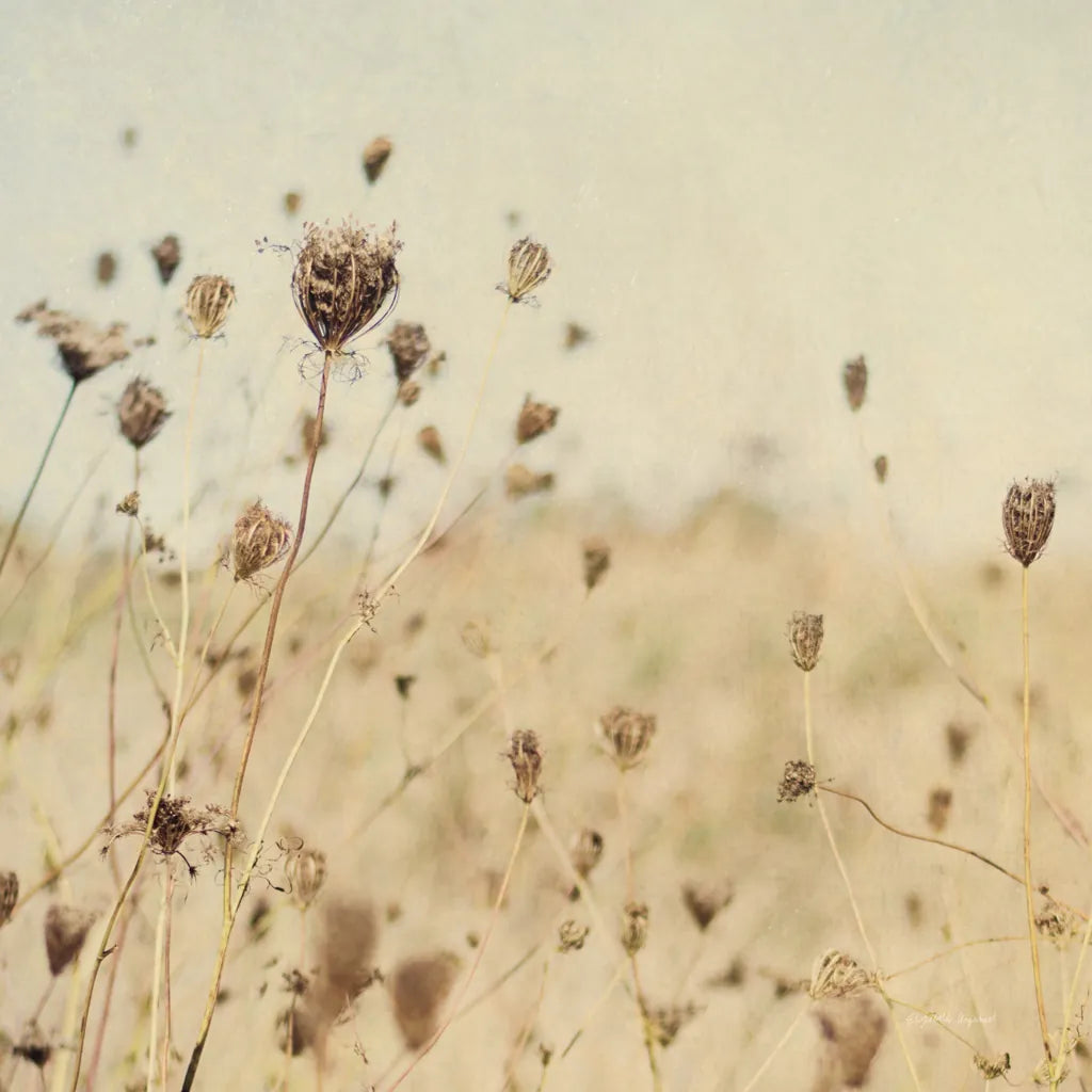 Falling Queen Annes Lace II Crop Sepia by Elizabeth Urquhart. SKU 54310a. Archival Giclee Fine art print for wall decor.