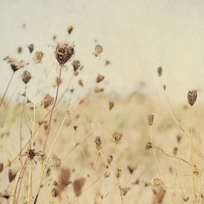 Falling Queen Annes Lace II Crop Sepia by Elizabeth Urquhart. SKU 54310a. Archival Giclee Fine art print for wall decor.