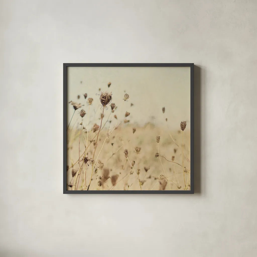 Falling Queen Annes Lace II Crop Sepia by Elizabeth Urquhart. Shown in a sleek black glass frame for a contemporary gallery look. Available as an archival giclee rolled canvas, fine art paper, or poster print. SKU 54310a.