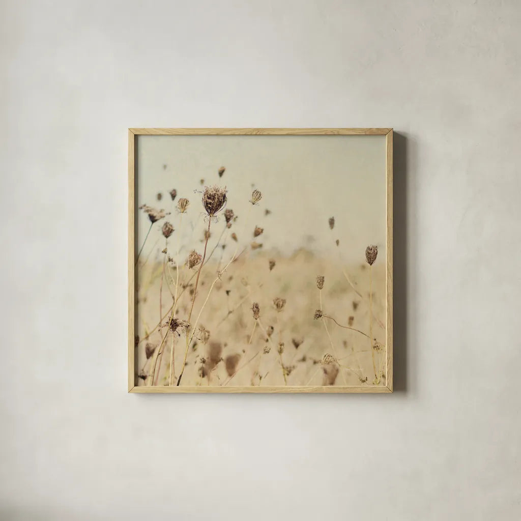 Falling Queen Annes Lace II Crop Sepia by Elizabeth Urquhart. Shown in a natural wood glass frame for a timeless modern aesthetic. Available as an archival giclee rolled canvas, fine art paper, or poster print. SKU 54310a.
