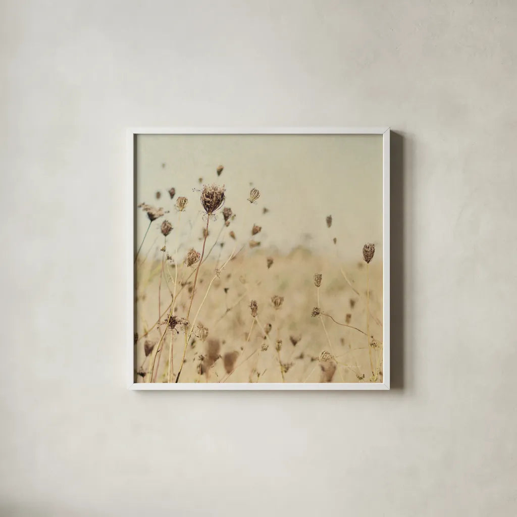 Falling Queen Annes Lace II Crop Sepia by Elizabeth Urquhart. Shown in a crisp white glass frame for a clean and minimalist style. Available as an archival giclee rolled canvas, fine art paper, or poster print. SKU 54310a.