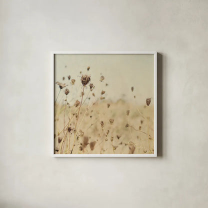 Falling Queen Annes Lace II Crop Sepia by Elizabeth Urquhart. Shown in a crisp white glass frame for a clean and minimalist style. Available as an archival giclee rolled canvas, fine art paper, or poster print. SKU 54310a.