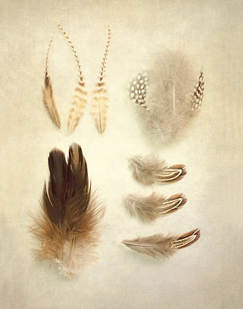 Feathers II by Elizabeth Urquhart