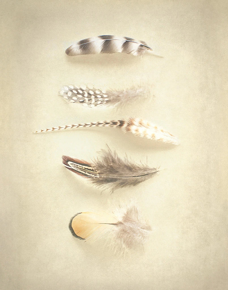 Feathers III by Elizabeth Urquhart