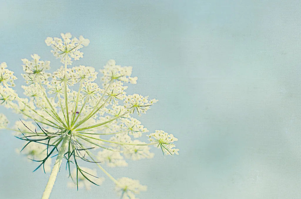 Flower on Blue I by Elizabeth Urquhart. SKU 26902i. Archival Giclee Fine art print for wall decor.