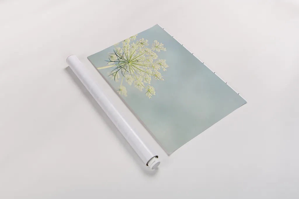 Flower on Blue I by Elizabeth Urquhart. shown as a rolled paper print. Available as archival giclee rolled canvas, fine art paper, or poster print. SKU 26902i.