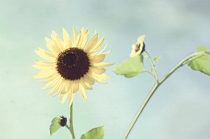 Flower on Blue II by Elizabeth Urquhart. SKU 26903i. Archival Giclee Fine art print for wall decor.