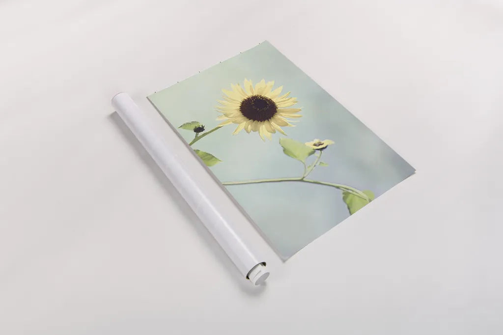 Flower on Blue II by Elizabeth Urquhart. shown as a rolled paper print. Available as archival giclee rolled canvas, fine art paper, or poster print. SKU 26903i.