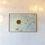 Flower on Blue II by Elizabeth Urquhart. shown as a paper print in a natural frame. Available as a archival giclee rolled canvas, fine art paper, or poster print. SKU 26903i.