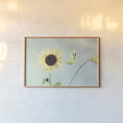Flower on Blue II by Elizabeth Urquhart. shown as a paper print in a natural frame. Available as a archival giclee rolled canvas, fine art paper, or poster print. SKU 26903i.