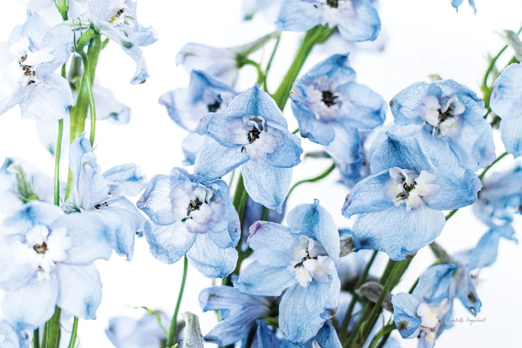 Freshly Picked Delphinium I by Elizabeth Urquhart. SKU 67966i. Archival Giclee Fine art print for wall decor.