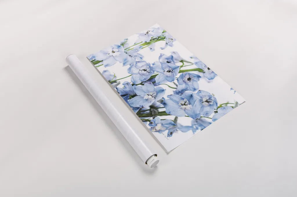 Freshly Picked Delphinium I by Elizabeth Urquhart. shown as a rolled paper print. Available as archival giclee rolled canvas, fine art paper, or poster print. SKU 67966i.