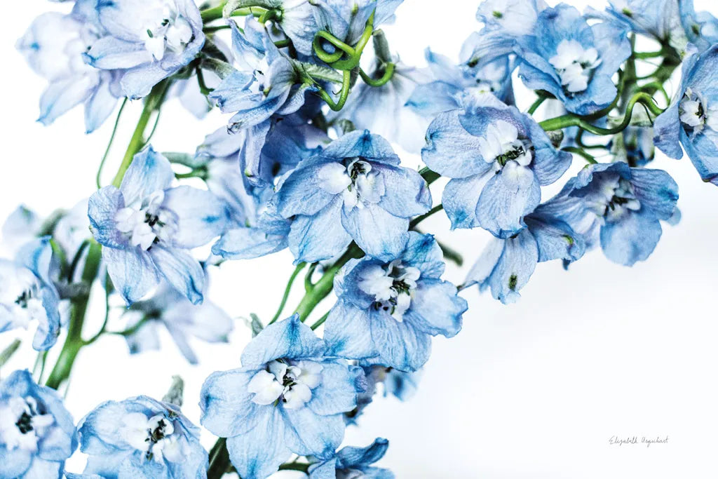 Freshly Picked Delphinium II by Elizabeth Urquhart. SKU 67967i. Archival Giclee Fine art print for wall decor.