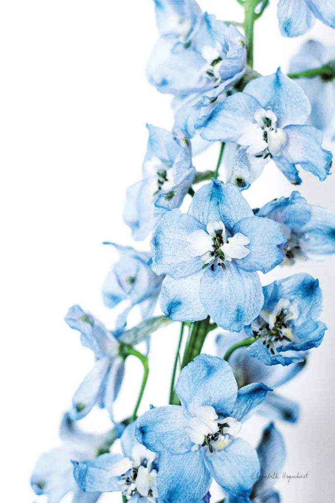 Freshly Picked Delphinium III by Elizabeth Urquhart. SKU 67968h. Archival Giclee Fine art print for wall decor.