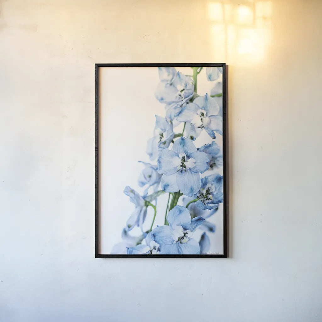 Freshly Picked Delphinium III by Elizabeth Urquhart. shown as a paper print in a black flame. Available as a archival giclee rolled canvas, fine art paper, or poster print. SKU 67968h.