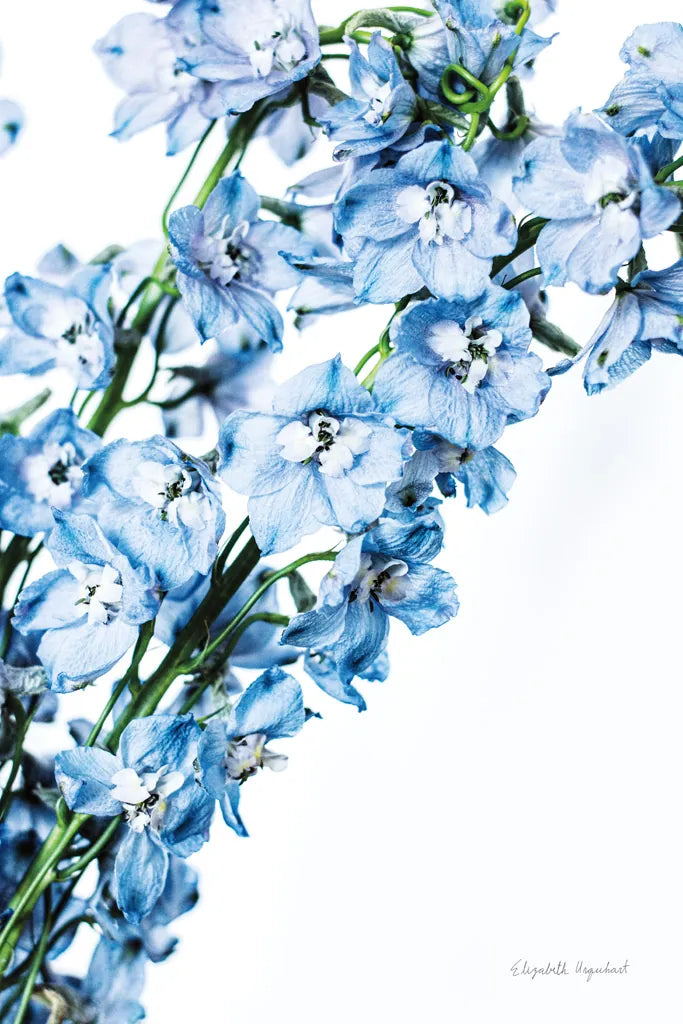 Freshly Picked Delphinium IV by Elizabeth Urquhart. SKU 67969h. Archival Giclee Fine art print for wall decor.