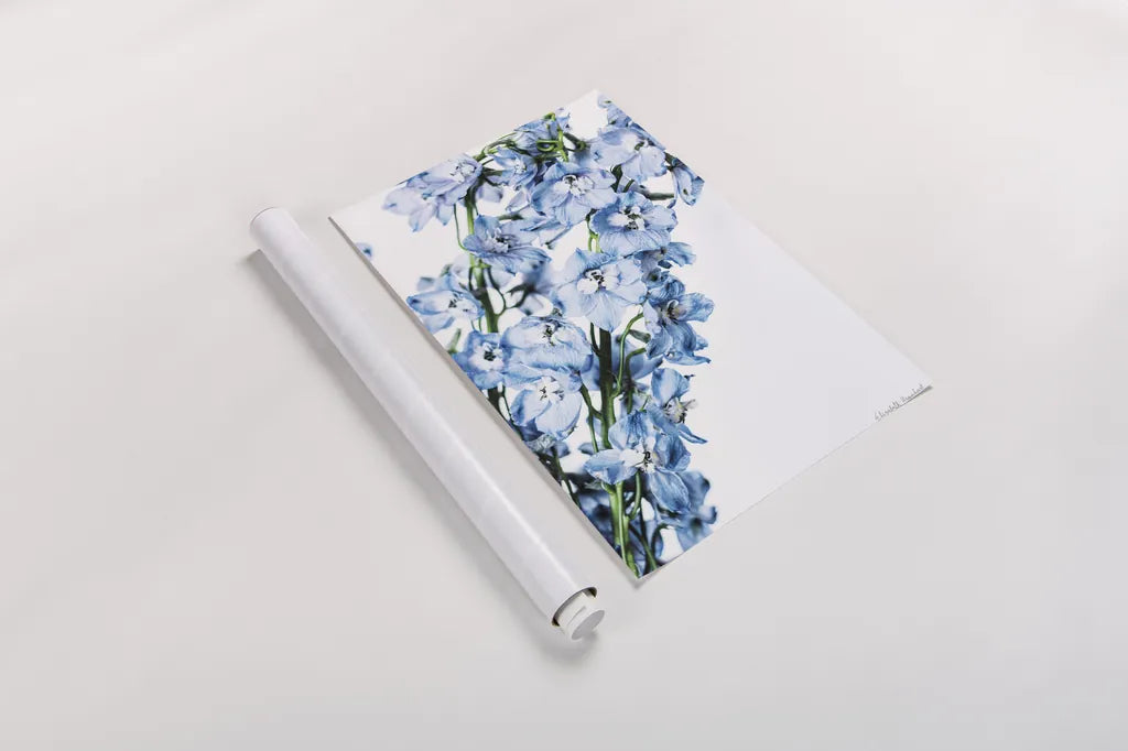 Freshly Picked Delphinium IV by Elizabeth Urquhart. shown as a rolled paper print. Available as archival giclee rolled canvas, fine art paper, or poster print. SKU 67969h.