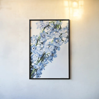 Freshly Picked Delphinium IV by Elizabeth Urquhart. shown as a paper print in a black flame. Available as a archival giclee rolled canvas, fine art paper, or poster print. SKU 67969h.
