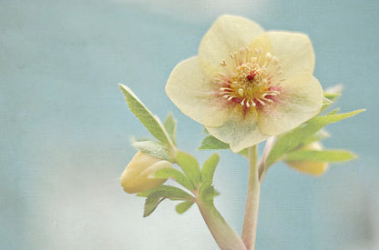 Heliotrope II by Elizabeth Urquhart. SKU 17734i. Archival Giclee Fine art print for wall decor.