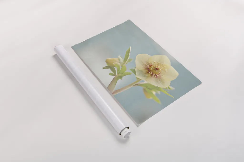 Heliotrope II by Elizabeth Urquhart. shown as a rolled paper print. Available as archival giclee rolled canvas, fine art paper, or poster print. SKU 17734i.