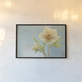 Heliotrope II by Elizabeth Urquhart. shown as a paper print in a black flame. Available as a archival giclee rolled canvas, fine art paper, or poster print. SKU 17734i.