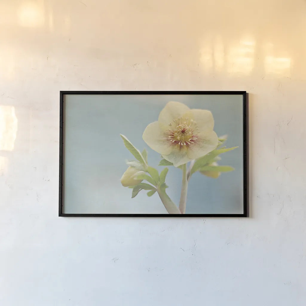 Heliotrope II by Elizabeth Urquhart. shown as a paper print in a black flame. Available as a archival giclee rolled canvas, fine art paper, or poster print. SKU 17734i.