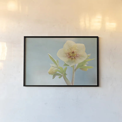 Heliotrope II by Elizabeth Urquhart. shown as a paper print in a black flame. Available as a archival giclee rolled canvas, fine art paper, or poster print. SKU 17734i.