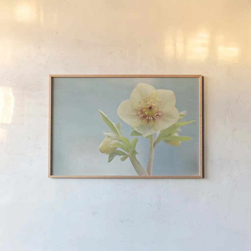 Heliotrope II by Elizabeth Urquhart. shown as a paper print in a natural frame. Available as a archival giclee rolled canvas, fine art paper, or poster print. SKU 17734i.