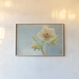 Heliotrope II by Elizabeth Urquhart. shown as a paper print in a natural frame. Available as a archival giclee rolled canvas, fine art paper, or poster print. SKU 17734i.