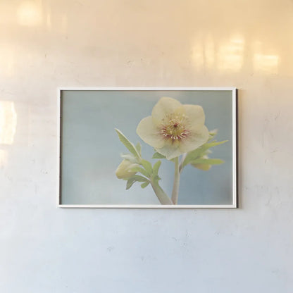 Heliotrope II by Elizabeth Urquhart. shown as a paper print in a white frame. Available as a archival giclee rolled canvas, fine art paper, or poster print. SKU 17734i.