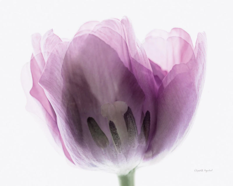 Inside Out I by Elizabeth Urquhart