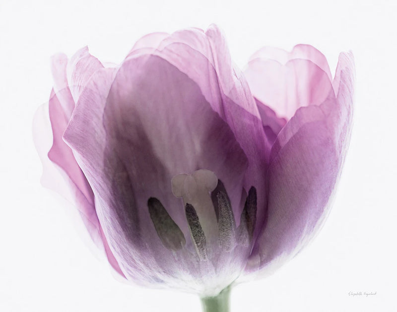 Inside Out I by Elizabeth Urquhart