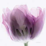 Inside Out I Crop by Elizabeth Urquhart. SKU 33346a. Archival Giclee Fine art print for wall decor.