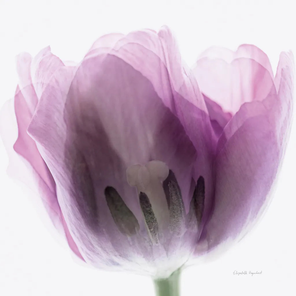 Inside Out I Crop by Elizabeth Urquhart. SKU 33346a. Archival Giclee Fine art print for wall decor.