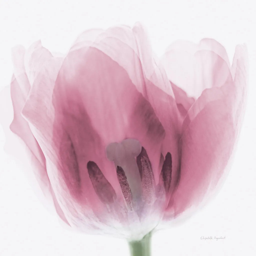 Inside Out I Pink Crop by Elizabeth Urquhart. SKU 36458a. Archival Giclee Fine art print for wall decor.