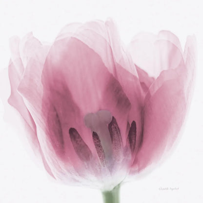 Inside Out I Pink Crop by Elizabeth Urquhart. SKU 36458a. Archival Giclee Fine art print for wall decor.
