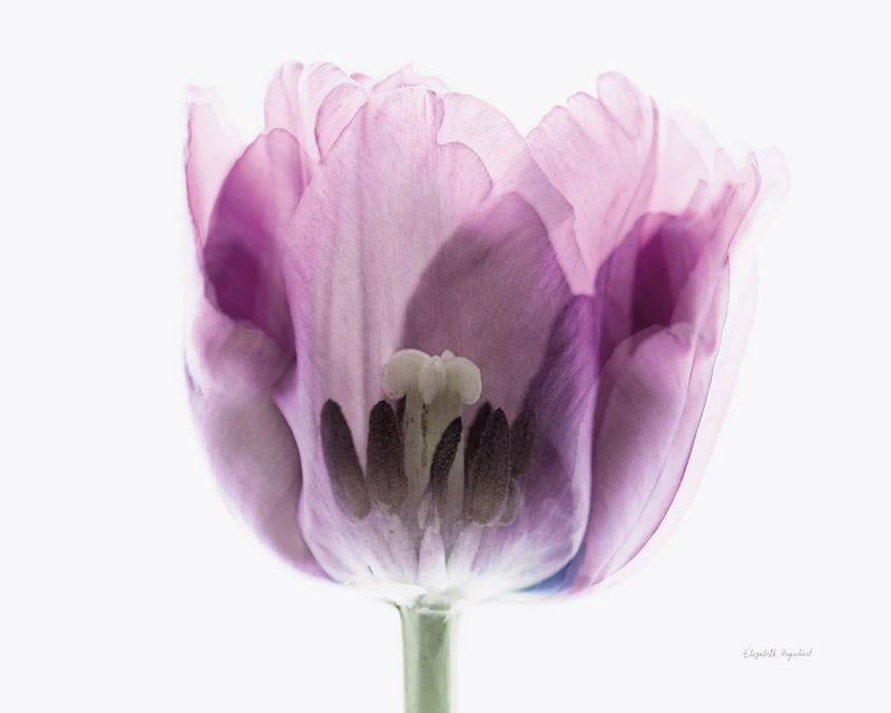 Inside Out II by Elizabeth Urquhart
