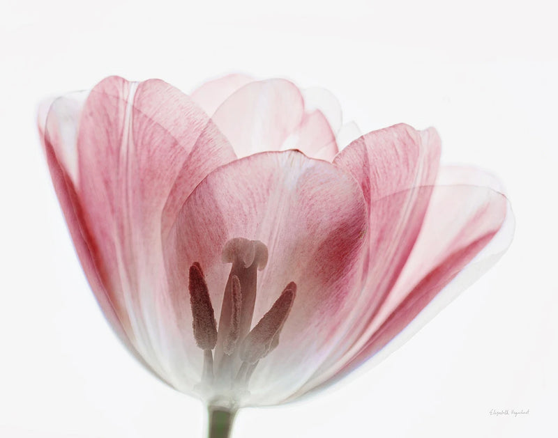 Inside Out III by Elizabeth Urquhart