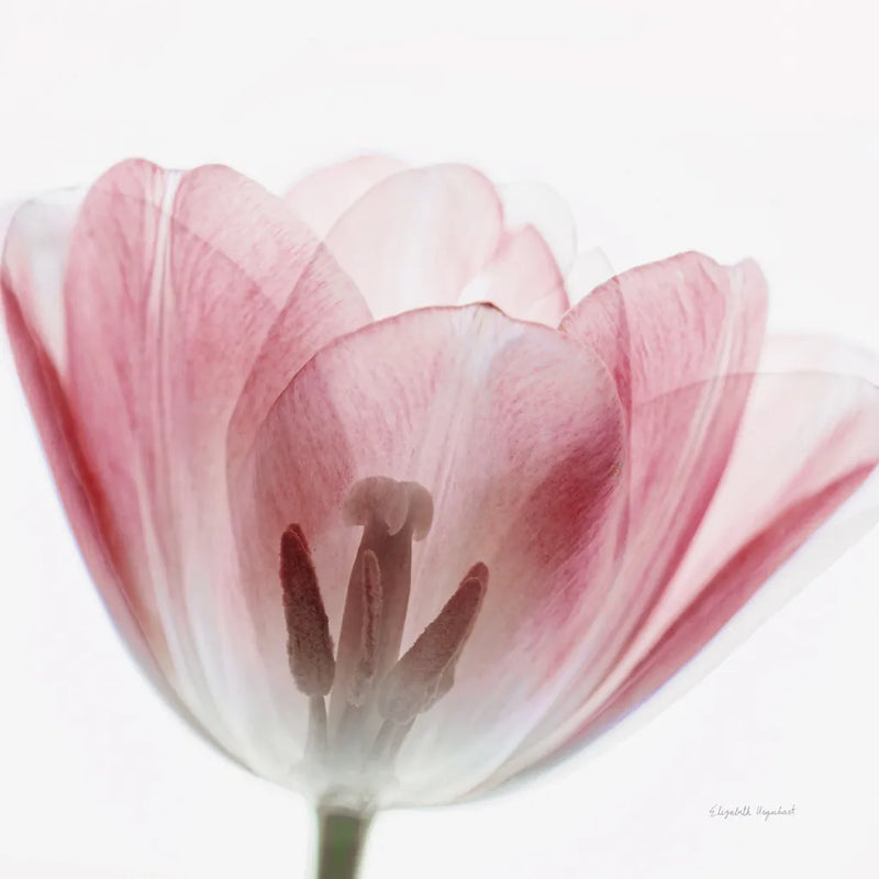 Inside Out III Crop by Elizabeth Urquhart. SKU 33348a. Archival Giclee Fine art print for wall decor.