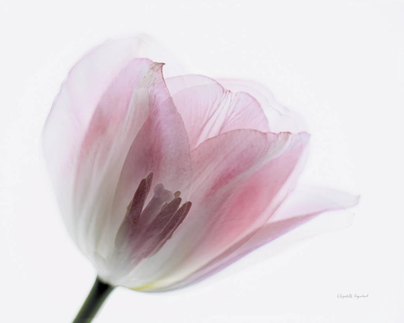 Inside Out IV by Elizabeth Urquhart