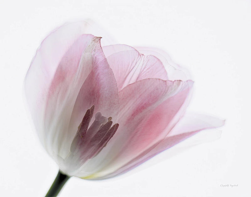 Inside Out IV by Elizabeth Urquhart