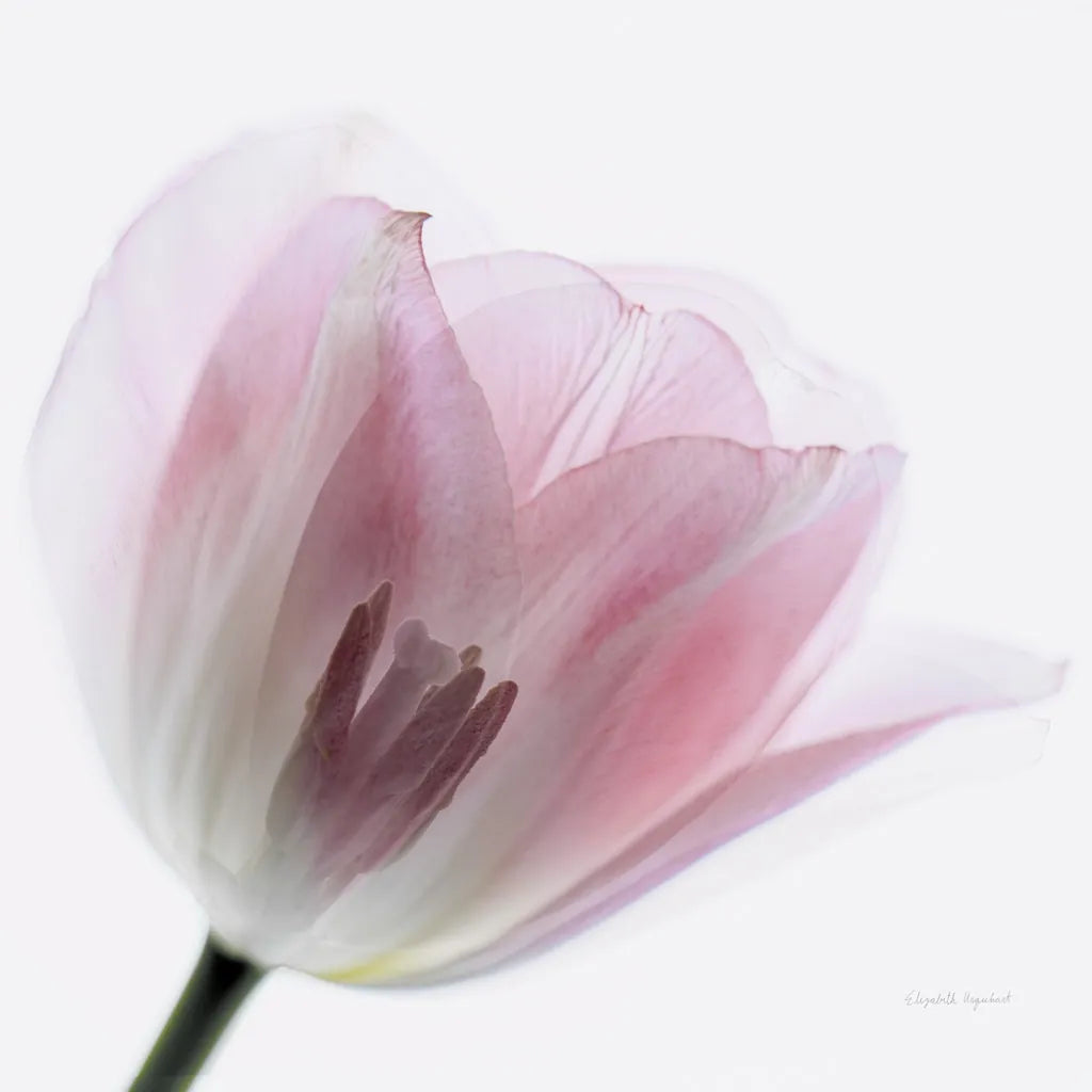 Inside Out IV Crop by Elizabeth Urquhart. SKU 33349a. Archival Giclee Fine art print for wall decor.