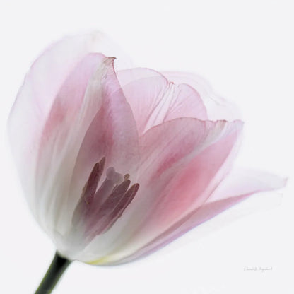 Inside Out IV Crop by Elizabeth Urquhart. SKU 33349a. Archival Giclee Fine art print for wall decor.